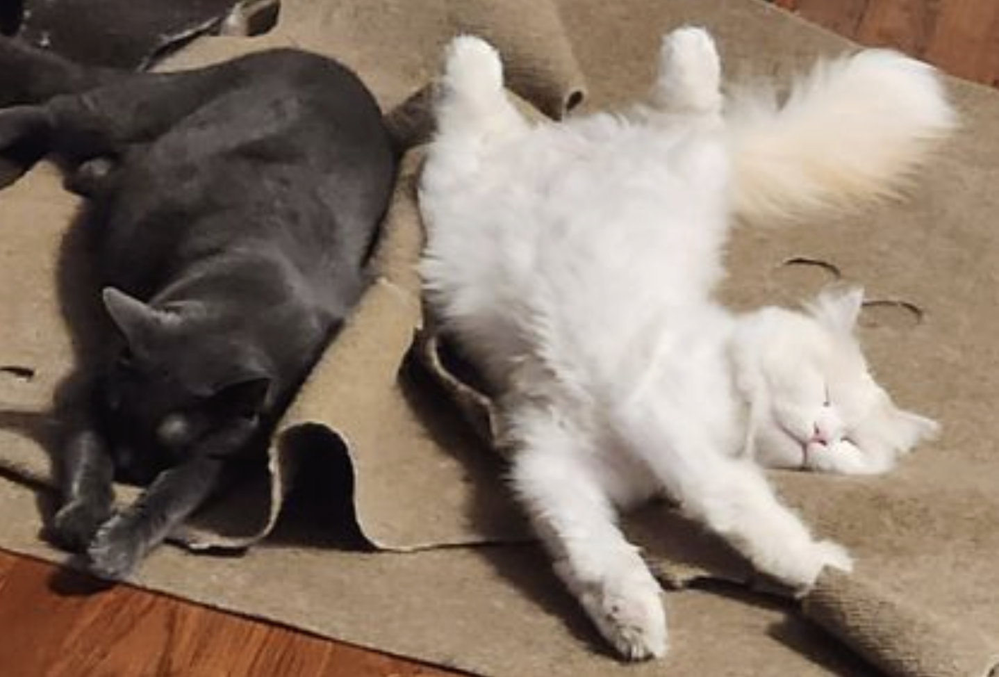 my cat's yuki & misty
